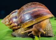 snail-slimy-land-snail-reptiles-424132.jpg