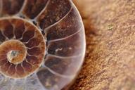 fossil-ammonit-petrification-snail-111498.jpg