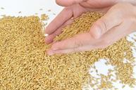 barley-hands-grains-1456360.jpg