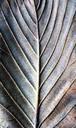 leaf-lines-natural-pattern-texture-639571.jpg