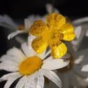 buttercup-margriet-drops-sun-711875.jpg