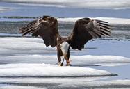 Bald_eagle_feeding_on_a_lake_trout_on_Lewis_Lake.jpg