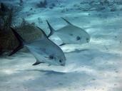 fish-underwater-diving-swimming-101369.jpg