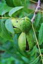 nut-pecan-shell-green-maturing-316220.jpg