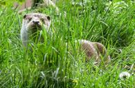 otter-water-hunt-grass-rest-clean-772538.jpg