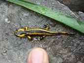 animal-salamander-dad-82792.jpg