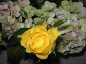 rose-yellow-plant-nature-close-up-331601.jpg