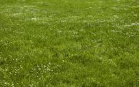 meadow-rush-space-plant-grass-346117.jpg