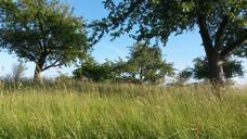 meadow-summer-trees-sky-nature-454430.jpg