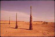 SAGUARO_CACTUS_IN_PEER_VALLEY,_SITE_OF_PHOENIX'S_NEW_SANITARY_LANDFILL_-_NARA_-_544019.jpg