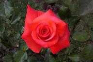 red-rose-flower-plant-red-rose-399457.jpg