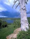 storm-tree-dramatic-forest-671015.jpg