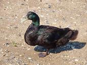 mallard-duck-male-nature-bird-393231.jpg