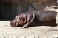 hippo-hippopotamus-water-zoo-505311.jpg