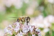 drone-fly-hover-fly-female-adult-538473.jpg