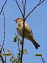 sparrow-branch-sky-autumn-1003442.jpg