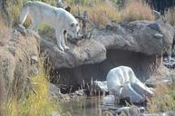 wolves-white-wolves-animals-wolf-64093.jpg