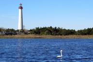 lighthouse-swan-wetlands-cape-may-669209.jpg