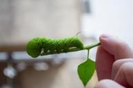 caterpillar-green-insect-pest-bug-524278.jpg