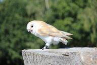 wild-bird-owl-silver-gold-barn-owl-283108.jpg