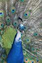 peacock-bird-nature-animals-animal-455447.jpg