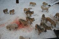 wolves-wolf-wild-wildlife-predator-924358.jpg