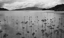 philippines-subic-mangrove-1184187.jpg