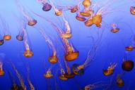 jellyfish-aquarium-fish-ocean-sea-989040.jpg