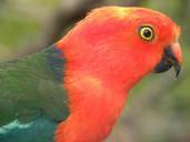 australian-king-parrots-1059342.jpg