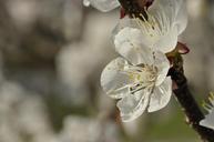 cherry-blossoms-apricot-blossoms-701037.jpg