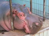 hippo-zoo-animal-mammal-bars-hard-500165.jpg