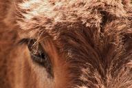 donkey-animal-head-eyes-eye-fur-246821.jpg