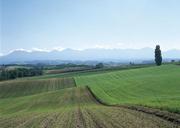 agricultural-fields.jpg