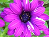 purple-white-flower-small-flower-1408425.jpg