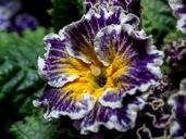 primrose-primula-primrose-greenhouse-667146.jpg