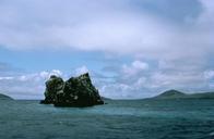 Crown of thorns reef Galapagos islands.jpg