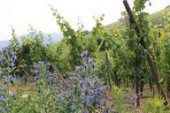 vineyard-alsace-colmar-france-487005.jpg