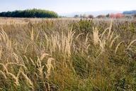 meadow-grass-autumn-season-nature-991883.jpg