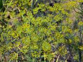 dill-flowers-dill-spices-seasoning-1398710.jpg