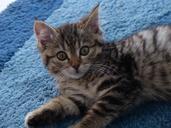 kitten-brush-ears-mackerel-cute-647501.jpg