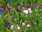 wildflowers-weeds-field-flora-18352.jpg