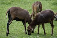 sheep-flock-of-sheep-cameroon-sheep-424451.jpg