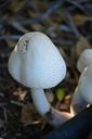 mushrooms-fungi-fungus-healthy-raw-621860.jpg