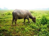 buffalo-eating-grass-green-274078.jpg