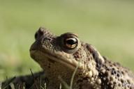 frog-toad-eyes-amphibian-head-402415.jpg