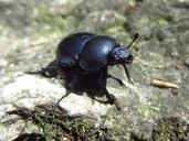 beetle-insect-black-close-large-216348.jpg