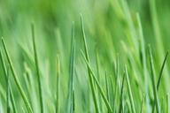 grass-grass-green-nature-meadow-644526.jpg