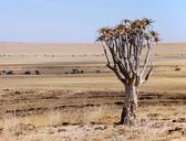 desert-landscape-tree-namibia-509240.jpg