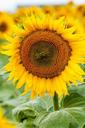 sunflower-yellow-flower-nature-1109217.jpg