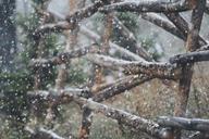 fence-snow-colorado-wooden-629368.jpg